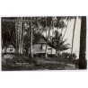 Malaysia: Malay House Traditional Village Palms (Vintage RPPC ~1920s/1930s)