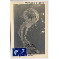 Colony Of Ifni / Spain: Jellyfish Sidi Ifni Postmark Maximum Card (Vintage RPPC 1958)