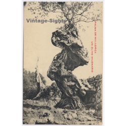 Palma de Mallorca: Un Olivo Milenario Ancient Olive Tree (Vintage PC ~1940s/1950s)