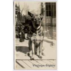German Shepherd Dog Alsatian Guard Sitting Patio (Vintage RPPC 1930s/1910s)