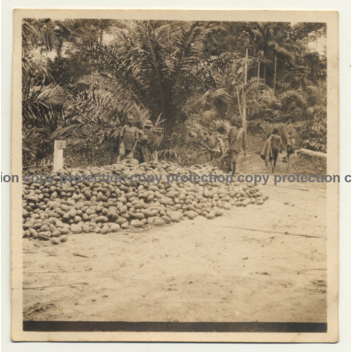 Congo-Belge: Indigenous Kids In Front Of Pile Of Cocoa Pods / Cacao (Vintage Photo ~1930s)