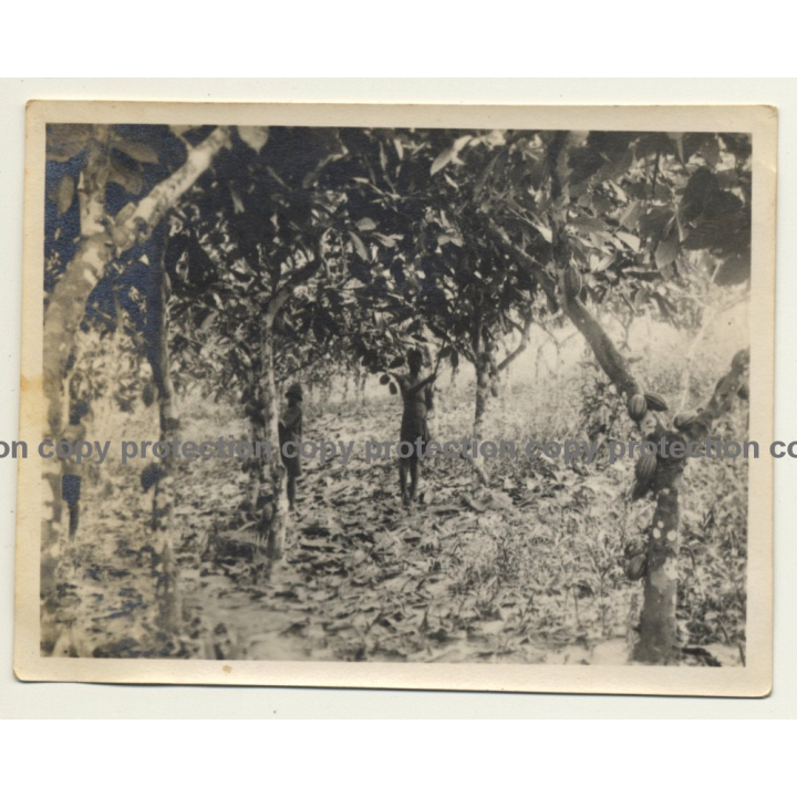 Congo-Belge: Indigenous Kids Harvest Cocoa Pods / Cacao (Vintage Photo ~1930s)