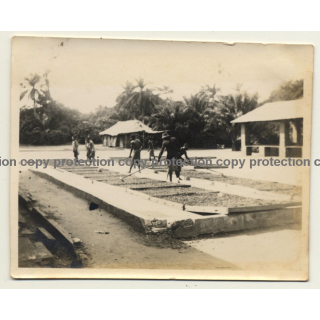Congo-Belge: Indigenous Turn Over Drying Cocoa Beans / Cacao (Vintage Photo ~1930s)