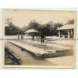 Congo-Belge: Indigenous Turn Over Drying Cocoa Beans / Cacao (Vintage Photo ~1930s)