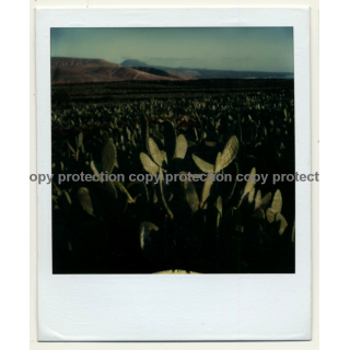 Photo Art: Opuntia Ficus-Indica (Vintage Polaroid SX-70 1980s)