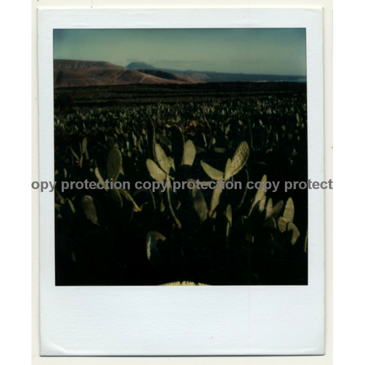 Photo Art: Opuntia Ficus-Indica (Vintage Polaroid SX-70 1980s)