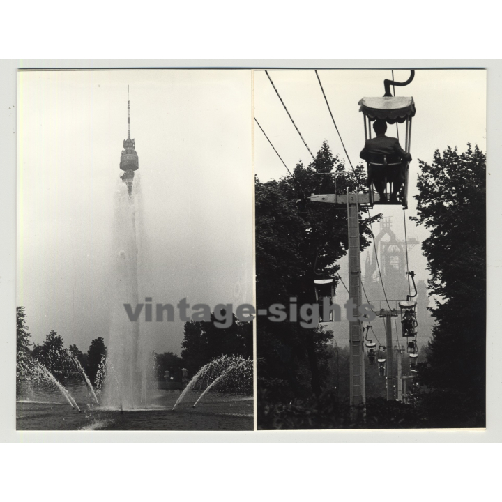 Still Life: Swan Wades Through Water (Vintage Photo 1970s)