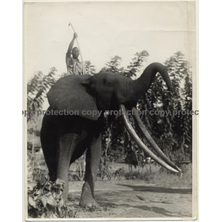 Africa / Congo?: Native Is Riding On Elephant With Huge Tusks (Large Vintage Photo ~1940s/1950s)