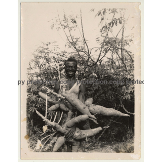 Congo: Happy Indigenous Farmer With Huge Maniok Roots (Vintage Photo ~1950s/1960s)