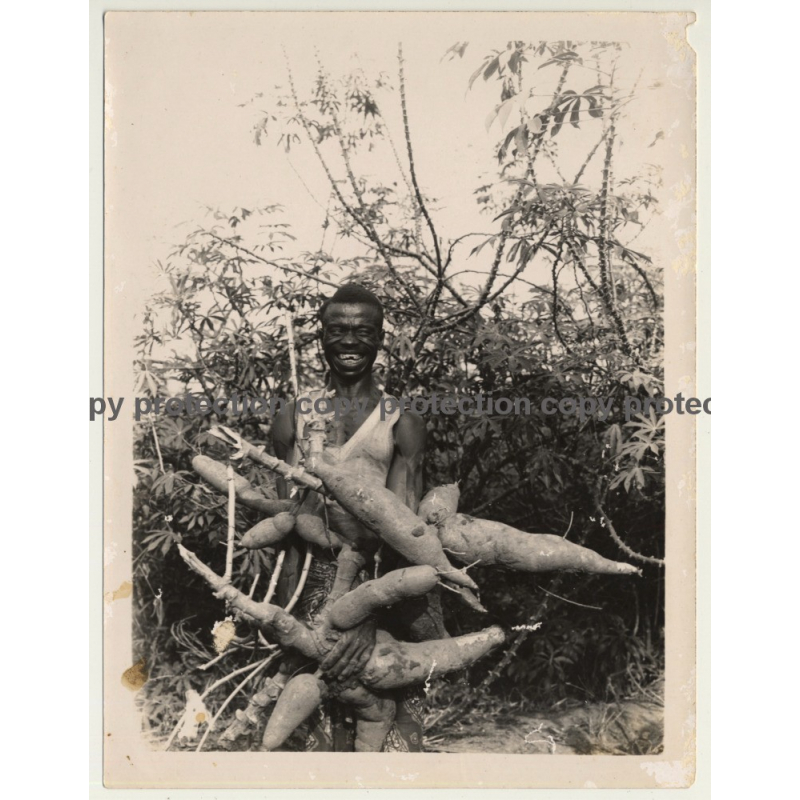 Congo: Happy Indigenous Farmer With Huge Maniok Roots (Vintage Photo ~1950s/1960s)