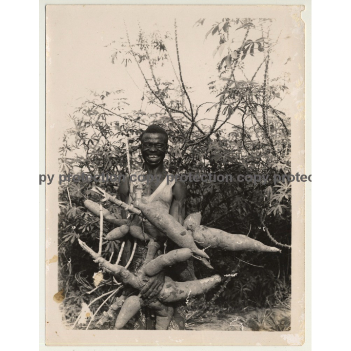 Congo: Happy Indigenous Farmer With Huge Maniok Roots (Vintage Photo ~1950s/1960s)