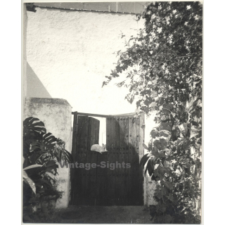 Lydia Nash / Bruxelles: Porta Con Gato (Vintage Photo B/W 1980s)