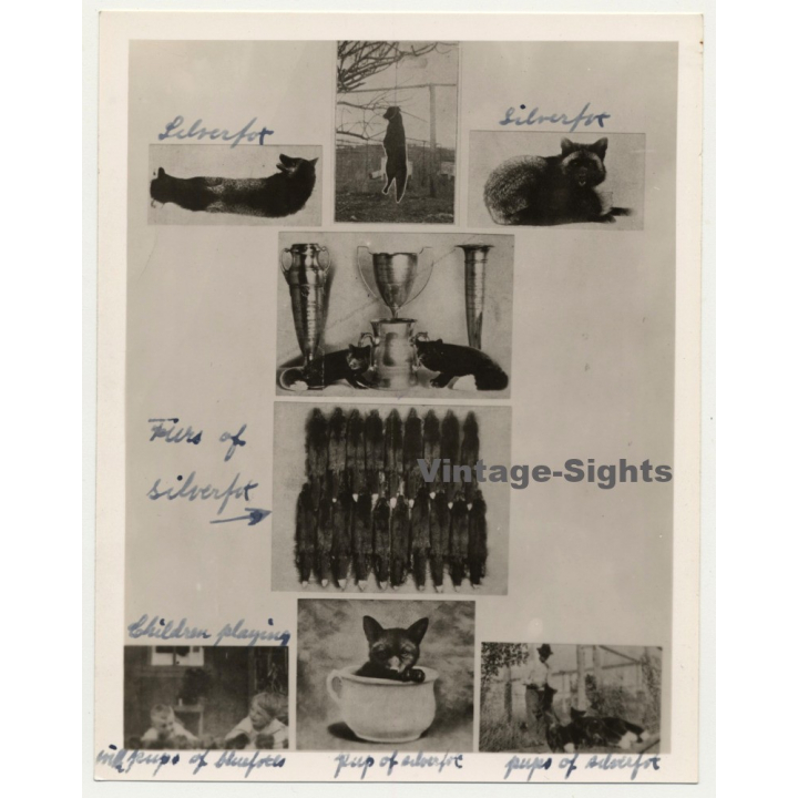 Alesund / Norway: Furrier - Silverfox - Puppy (Vintage Photo Collage ~ 1930s/1940s)