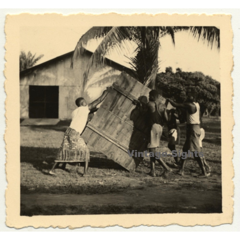 Congo-Belge: Native Men Move Large Wooden Box / Palm Tree (Vintage Photo ~1940s/1950s)