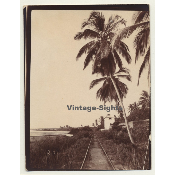 Congo-Belge: Railroad Track Near River Shore / Palm Tree (Vintage Photo Sepia ~1910s/1920s)