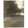 Boma / Congo-Belge: Street Scene - Tree Avenue (Vintage Photo 1930)
