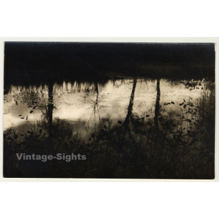 Forest Still Life - Tree Reflections On Lake (Vintage RPPC Belgium ~1930s/1940s)