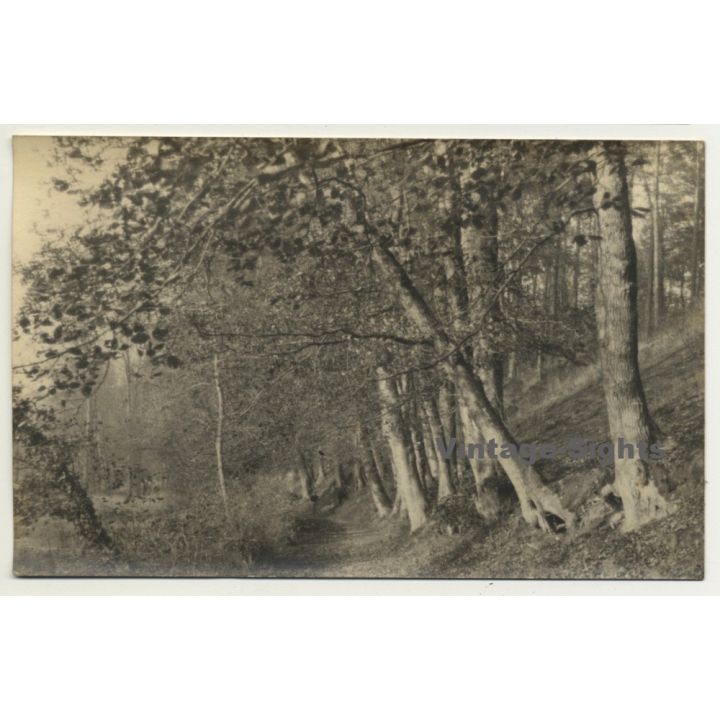 Forest Still Life *2 - Tree Avenue (Vintage RPPC Belgium ~1930s/1940s)
