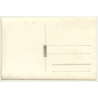 Forest Still Life *3 - Tree Avenue (Vintage RPPC Belgium ~1930s/1940s)