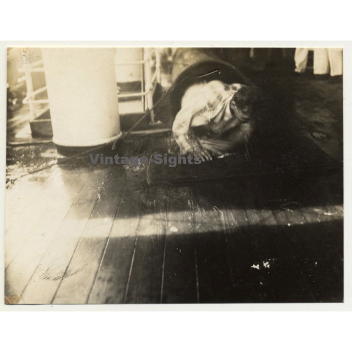Trip To Congo-Belge: Equator Baptism *2 / S.S. Anversville Deck (Vintage Photo 1930)