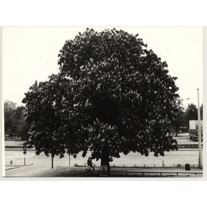 20345 Hamburg: Heine-Haus - Jungernstieg 34 - Schümanns (Vintage Photo B/W ~1970s)