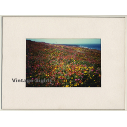 Lydia F. Nash / Bruxelles: Sea Of Flowers (Vintage Photo ~1980s/1990s)