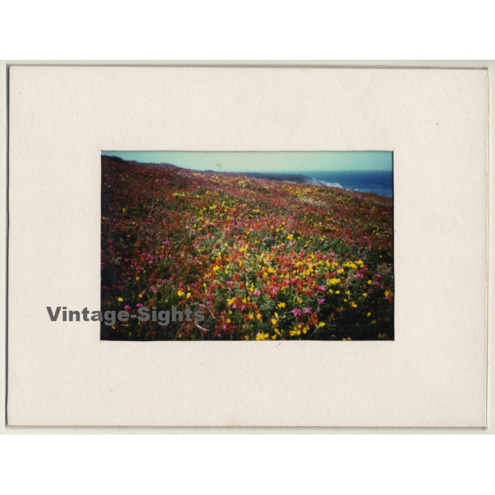 Lydia F. Nash / Bruxelles: Sea Of Flowers (Vintage Photo ~1980s/1990s)