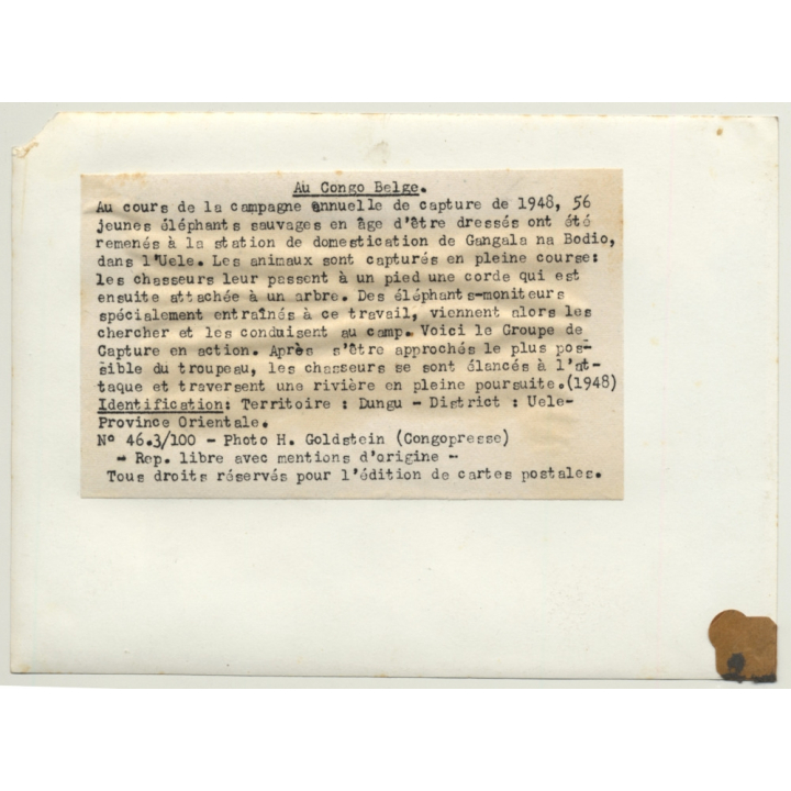 Dungu / Congo-Belge: Elephant Hunt - Horse - Indigenous (Vintage Photo H. Goldstein 1948)