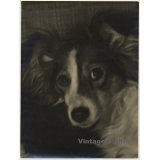 Portrait Of Sheltie - Mini Collie - Dog (Vintage Photo ~ 1920s/1930s)