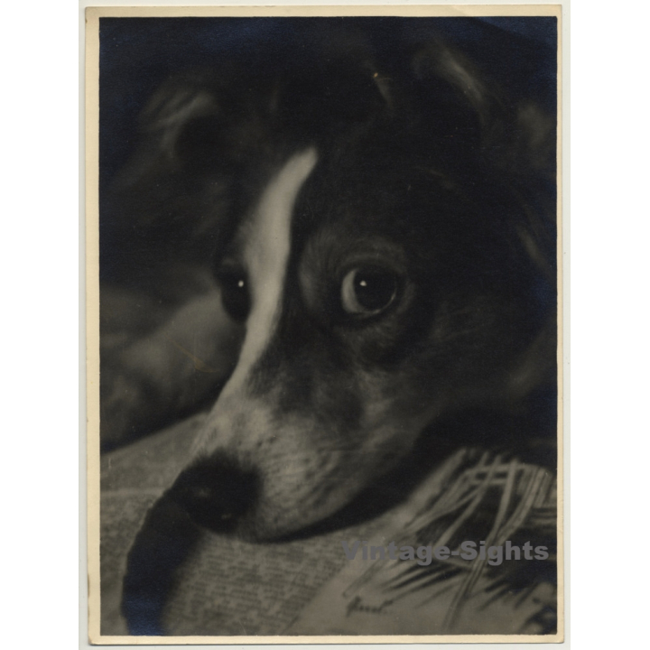 Portrait Of Sheltie - Mini Collie - Dog *2 (Vintage Photo ~ 1920s/1930s)