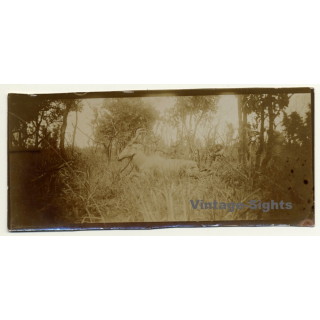 Congo Belge: Antelope Bubalis / Hartebeest / Kuh Antilope (Vintage Photo ~1920s/1930s)