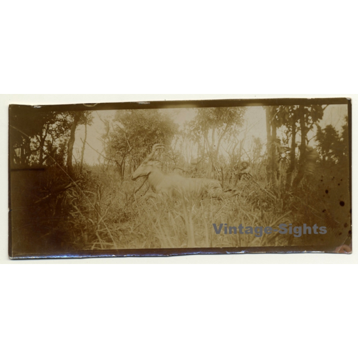 Congo Belge: Antelope Bubalis / Hartebeest / Kuh Antilope (Vintage Photo ~1920s/1930s)