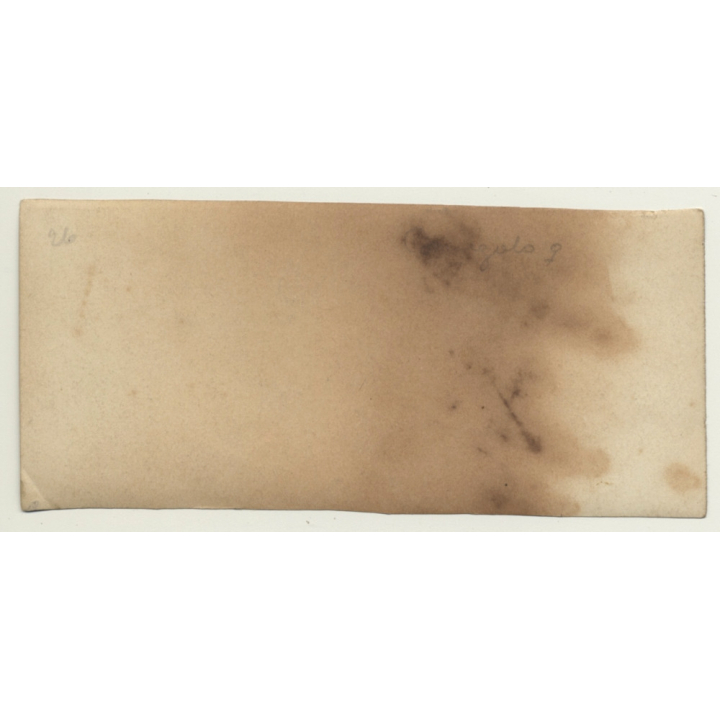 Congo Belge: Antelope Bubalis / Hartebeest / Kuh Antilope (Vintage Photo ~1920s/1930s)