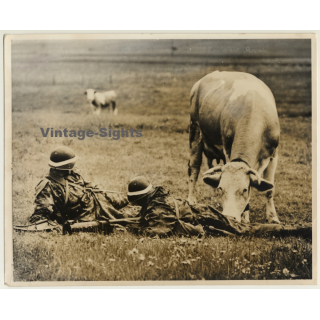 SNAPSHOT: Cows Pokes Swiss Soldiers Butt (Vintage Press Photo 1965)