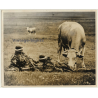 SNAPSHOT: Cows Pokes Swiss Soldiers Butt (Vintage Press Photo 1965)