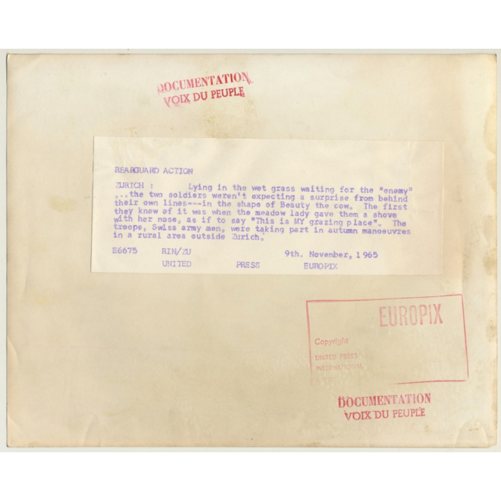 SNAPSHOT: Cows Pokes Swiss Soldiers Butt (Vintage Press Photo 1965)