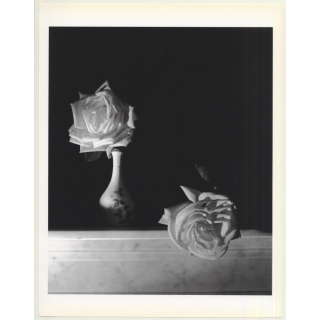 Horst P. Horst: White Roses 1989 (Sheet 1992: Form Horst 27 x 35.5 CM)