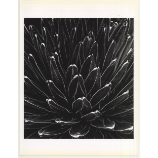 Horst P. Horst: Victoria Regina Agave 1945 (Sheet-Fed Gravure 1992: Form Horst 27 x 35.5 CM)