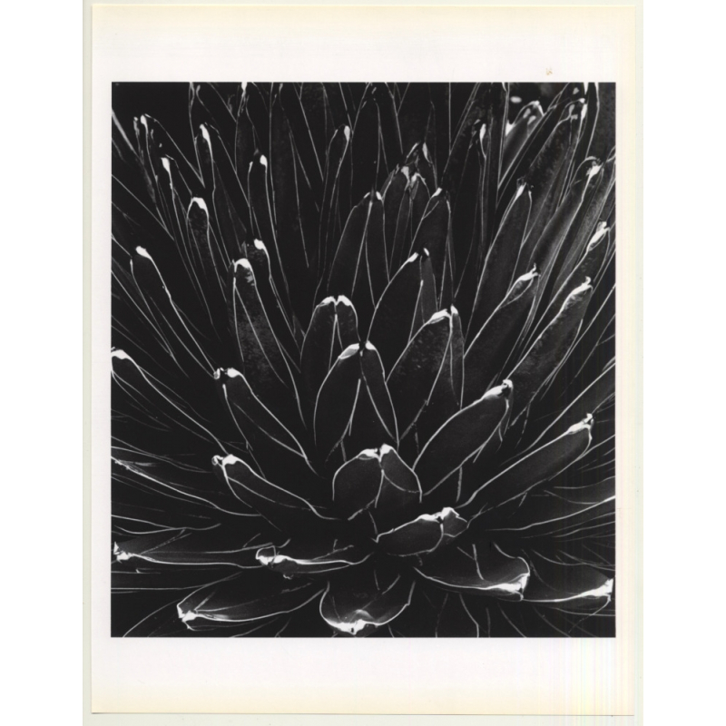 Horst P. Horst: Victoria Regina Agave 1945 (Sheet-Fed Gravure 1992: Form Horst 27 x 35.5 CM)