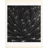 Horst P. Horst: Victoria Regina Agave 1945 (Sheet-Fed Gravure 1992: Form Horst 27 x 35.5 CM)