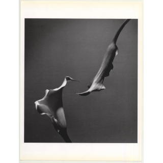 Horst P. Horst: Two Callas 1989 (Sheet-Fed Gravure 1992: Form Horst 27 x 35.5 CM)