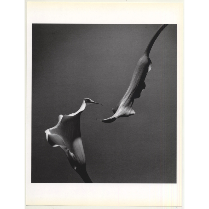 Horst P. Horst: Two Callas 1989 (Sheet-Fed Gravure 1992: Form Horst 27 x 35.5 CM)