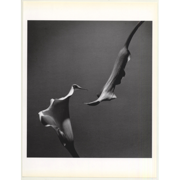 Horst P. Horst: Two Callas 1989 (Sheet-Fed Gravure 1992: Form Horst 27 x 35.5 CM)