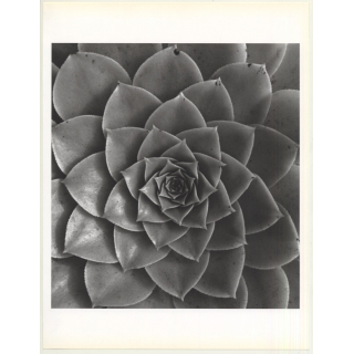 Horst P. Horst: Aednium Holochrrysum 1945 (Sheet-Fed Gravure 1992: Form Horst 27 x 35.5 CM)