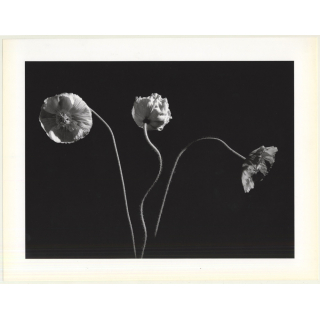 Horst P. Horst: Poppies 1989 (Sheet-Fed Gravure 1992: Form Horst 27 x 35.5 CM)