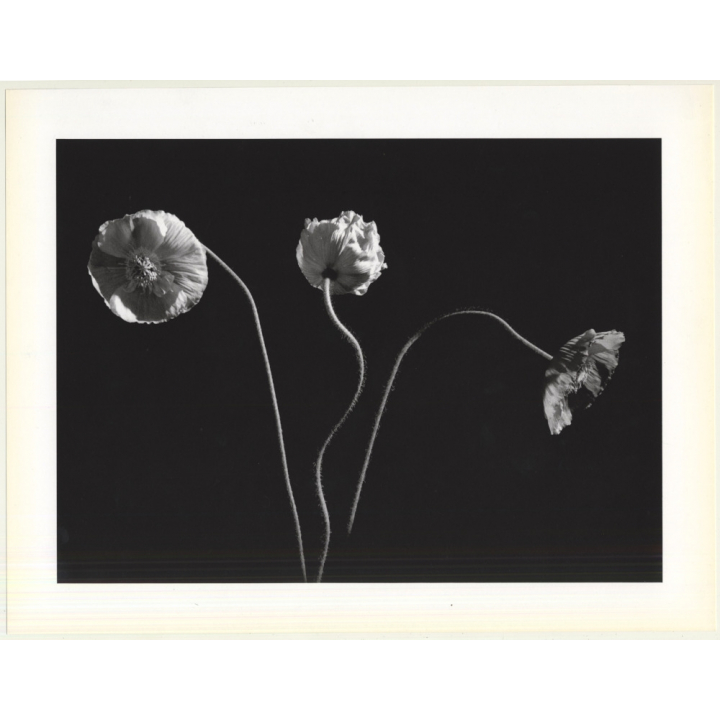 Horst P. Horst: Poppies 1989 (Sheet-Fed Gravure 1992: Form Horst 27 x 35.5 CM)