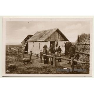 Hungary: In The Puszta / A Herdmen's House - Pigs (Vintage RPPC)