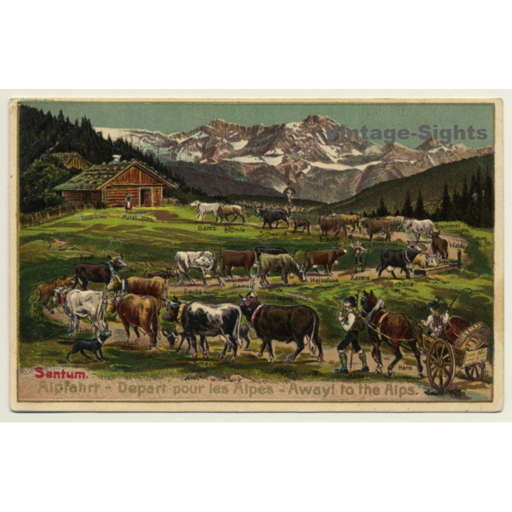 Sentum Alpe: Albfahrt / Away To The Alps - Cows (Vintage PC Litho Embossed)
