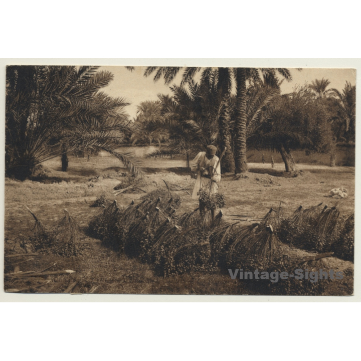 Maghreb: Date Harvest / Dattelernte (Vintage PC 1908)