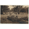 Maghreb: Date Harvest / Dattelernte (Vintage PC 1908)